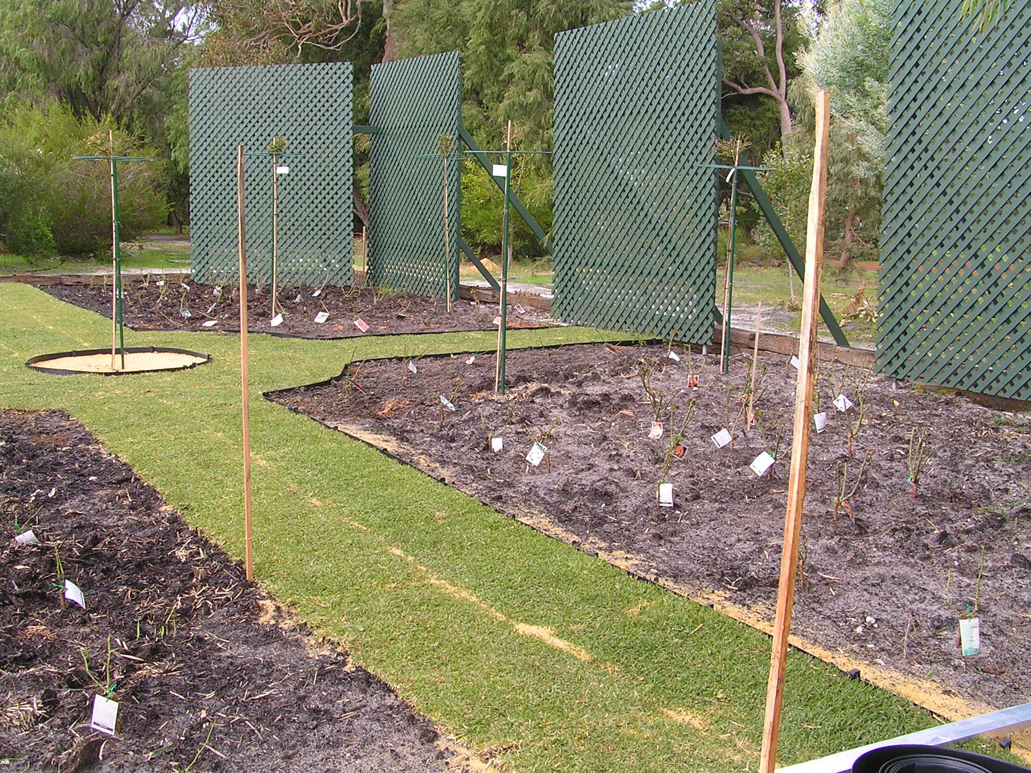 Rose Garden with Mumby application and just before Karri and Peat Mulch